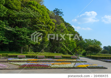 松戶市森林以及21世紀的廣場 16498435