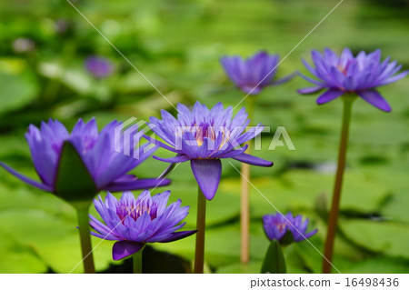 Water lily Water lily 16498436