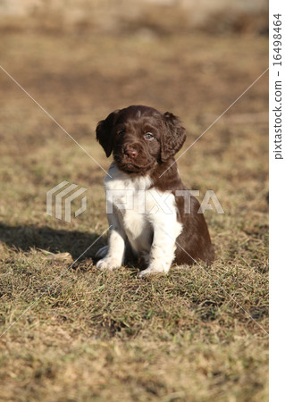 Puppy of Small Munsterlander Puppy of Small Munsterlander 16498464