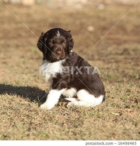 Puppy of Small Munsterlander Puppy of Small Munsterlander 16498465