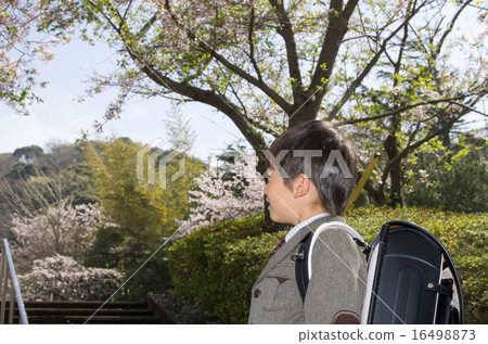 Elementary school students and cherry blossoms (entrance image) Elementary school students and cherry blossoms (entrance image) 16498873