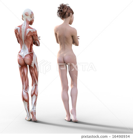 Nude female and muscle specimen perming3DCG illustration material 16498934