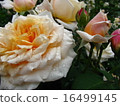 Rose of the rain 16499145