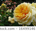 rose	 16499146