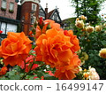 rose	 16499147