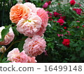 rose	 16499148
