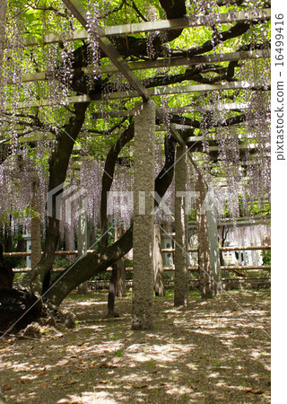 三大神社紫藤沙滑 16499416