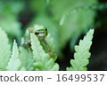 Tree frog 16499537