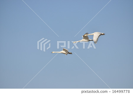 Swan's hometown of Inzai-shi, Chiba Swan's hometown of Inzai-shi, Chiba 16499778