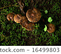 mushroom  16499803