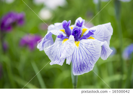 Hana shabu特寫鏡頭 Hana shabu特寫鏡頭 16500042