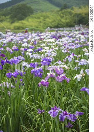 Kagura湖的Hana shawve 16500044