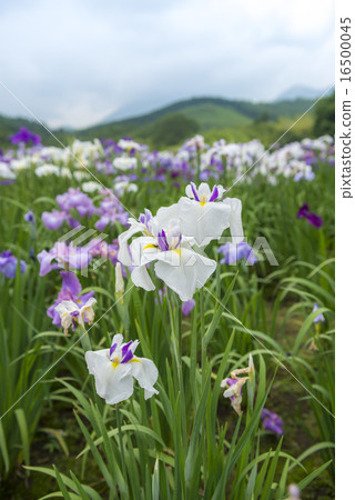 神樂女士的虹膜 神樂女士的虹膜 16500045