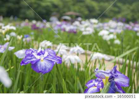 神樂女士的虹膜 神樂女士的虹膜 16500051