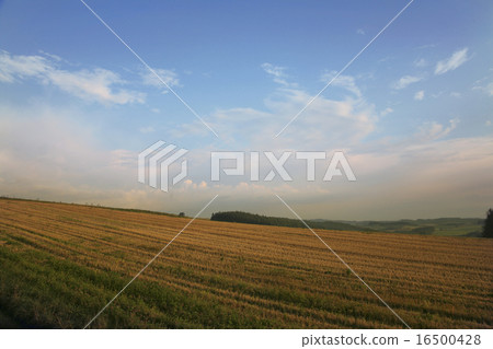 Biei landscape Biei landscape 16500428