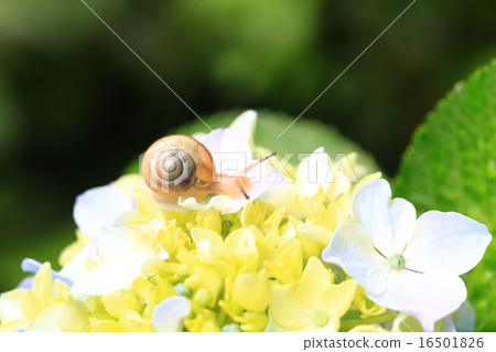 Snail 3987 Snail 3987 16501826