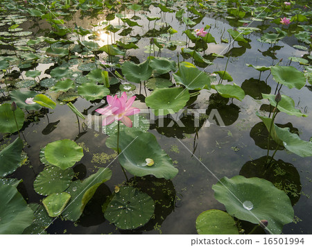蓮花 蓮花 16501994