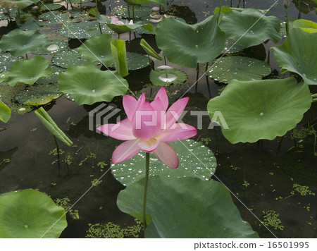 Lotus flower Lotus flower 16501995