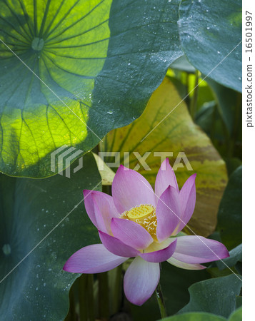 蓮花 蓮花 16501997