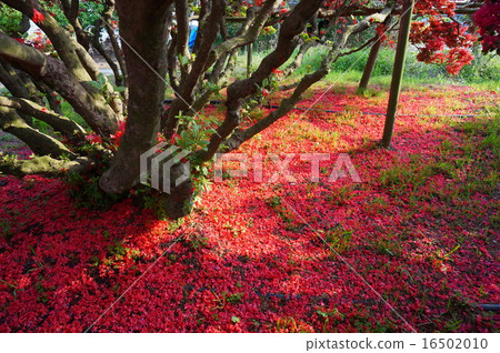 Fallen leaves Fallen leaves 16502010