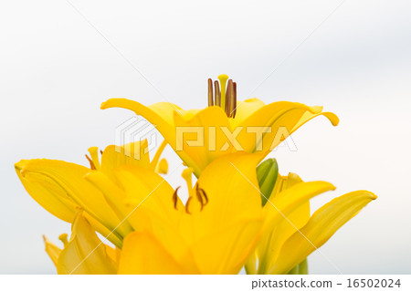 Lily variety (Celada) Lily variety (Celada) 16502024