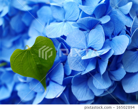Blue Hydrangea and heart leaf. ~ Blue hydrangea flower heart leaf ~ 16502894