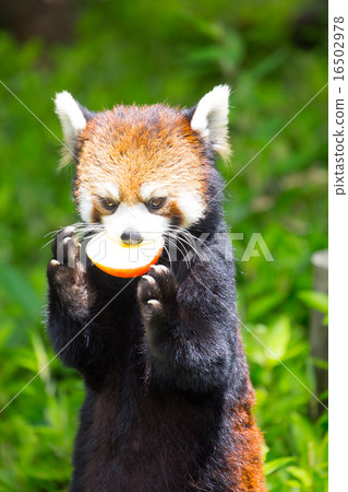 小熊貓吃蘋果 小熊貓吃蘋果 16502978