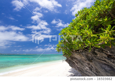 Beach / Juma coast / Oshio Island of Okinawa 16503662