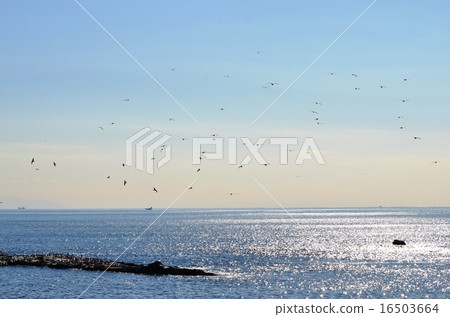 江之島群島的女孩 16503664