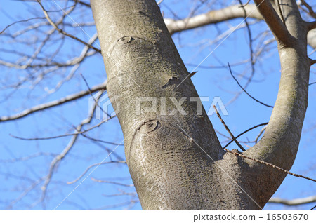 Nagaki (hardship tree) 16503670