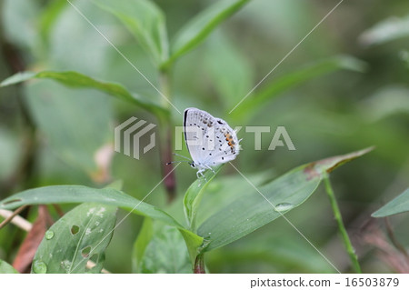 燕子的Shizimi 03 燕子的Shizimi 03 16503879