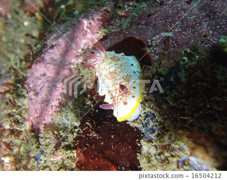 Sarasa sea cow 16504212