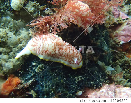 薩拉薩海牛 16504251