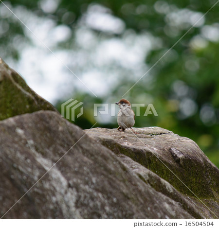 站立在岩石的麻雀 站立在岩石的麻雀 16504504