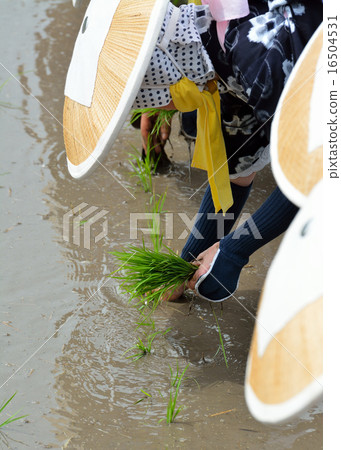 Hanada planting 16504531