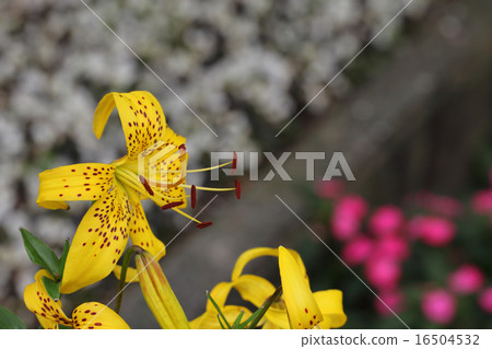 Ougononi百合花 16504532