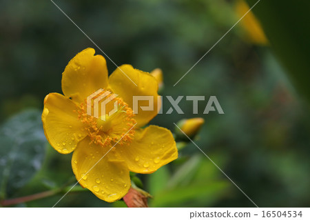 Flowers and rain drops of Quincebai 16504534