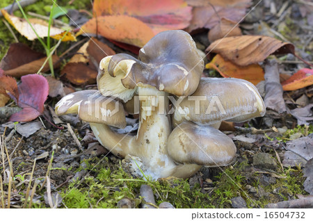 Hatakeshimeji 16504732