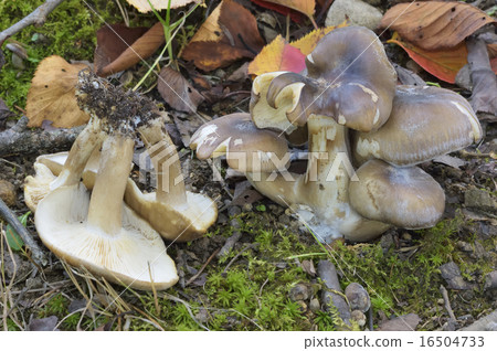 Hatakeshimeji 16504733