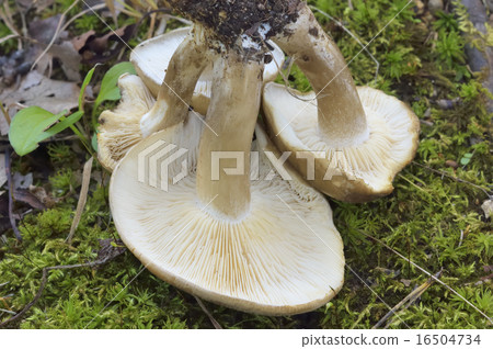 Hatakeshimeji 16504734