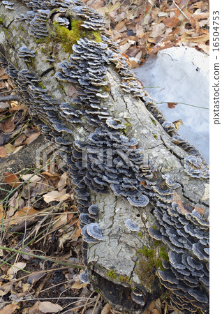 Kawaratake Kawaratake 16504753