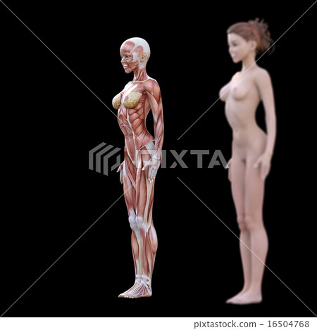 裸體女性和肌肉標本perming3DCG插圖素材 16504768