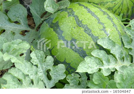 Watermelon in the field Watermelon in the field 16504847