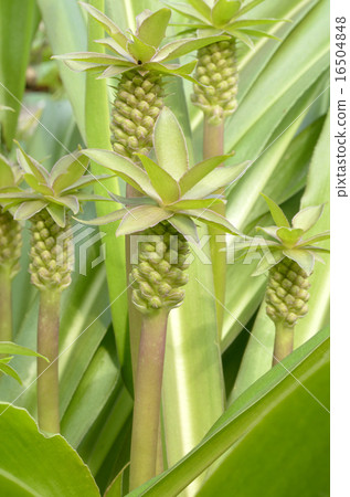 Pineapple Lily 16504848