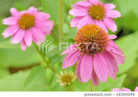 Flower Ekinasea 16504849