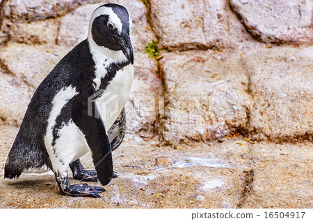 Jackass Penguin. Jackass Penguin. 16504917