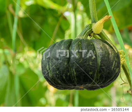 Winter squash, or Pumpkin on its tree 16505144