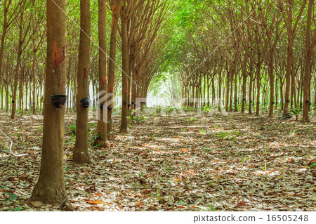 Walkway and Rubber tree latex agriculture Walkway and Rubber tree latex agriculture 16505248