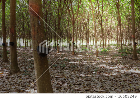 Rubber tree latex agriculture in tropical forest  16505249