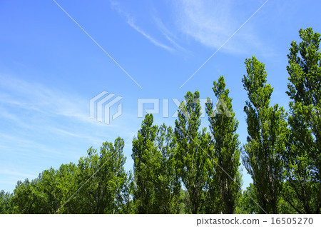 普遍的樹和藍天 16505270